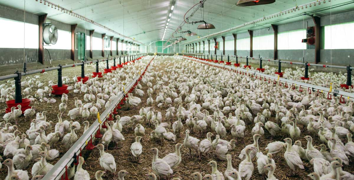 image aviculture