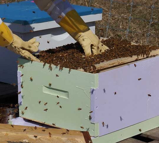 L’Algérie compte plus de 50 000 producteurs de miel