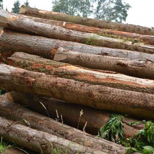 Algérie : l’utilisation du bois sera interdite dans les chantiers publics