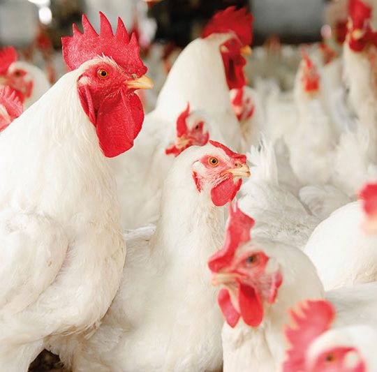 Algérie: La baisse des prix du poulet se poursuit