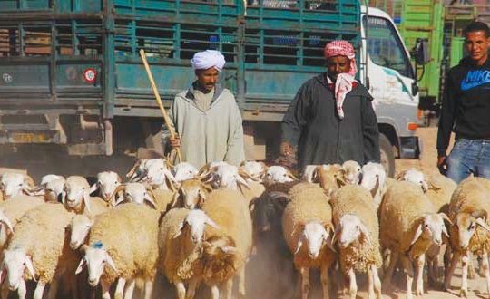 Les marchés à bestiaux rouvriront à partir du 7 juin en prévision de l’Aïd El Kebir