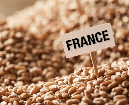 Marché du blé : la France perd son accès historique à l&rsquo;Algérie