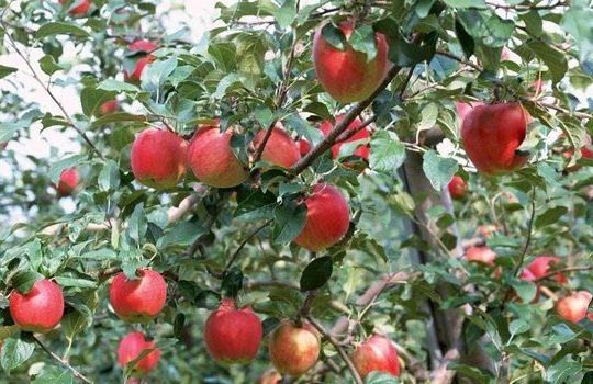 Les producteurs de pommes de Khenchela ambitionnent de conquérir les marchés étrangers