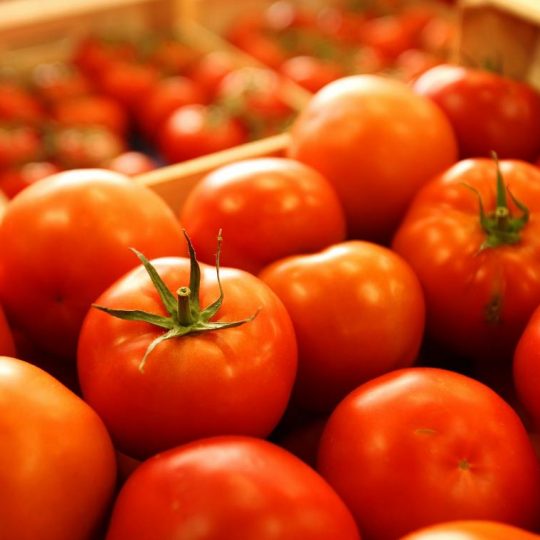 Tomate et céréales : la production en hausse à El Taref