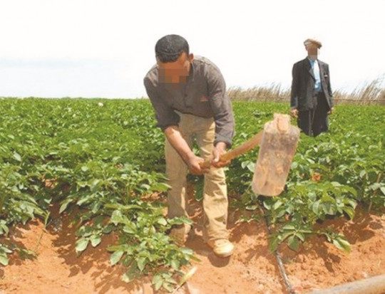 Accompagnement des agriculteurs : Hemdani appelle les chambres d&rsquo;agriculture à assumer leur responsabilité
