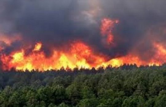 Feux de forêts : destruction inédite des milliers d&rsquo;hectares