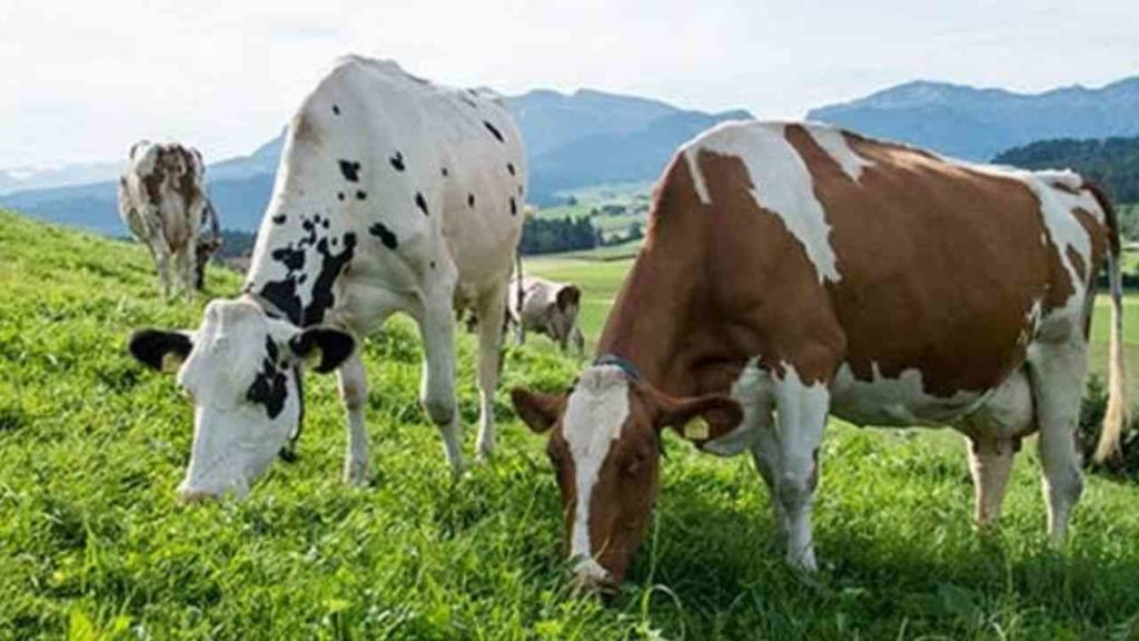 Des vaches laitières made in USA bientôt en Algérie
