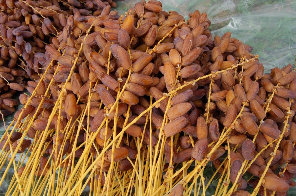 Filière dattière : “On exporte pour 70 millions de dollars alors qu’on vaut un milliard”, alerte un expert