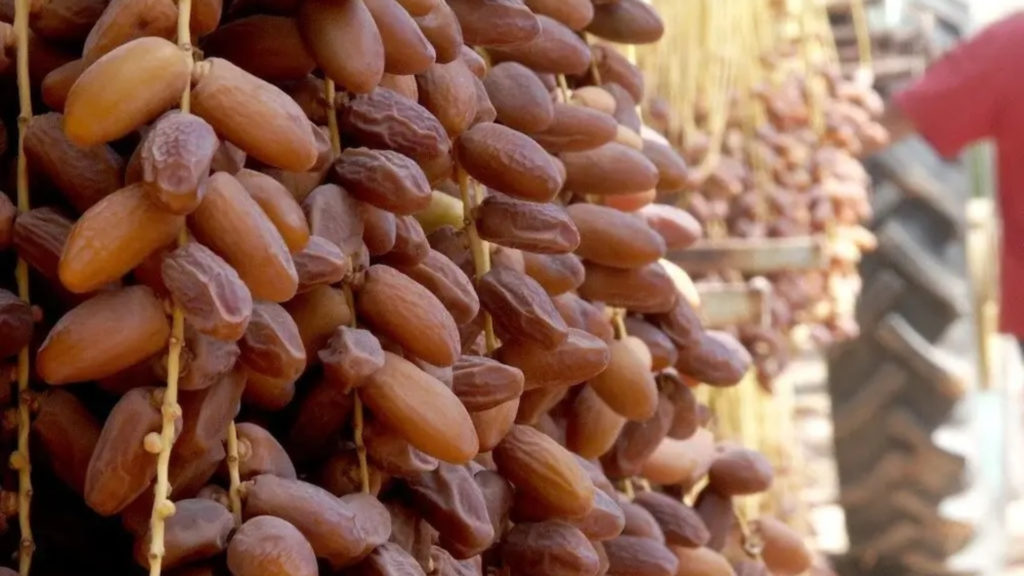 L&rsquo;Algérie mise sur sa datte premium pour conquérir les marchés mondiaux