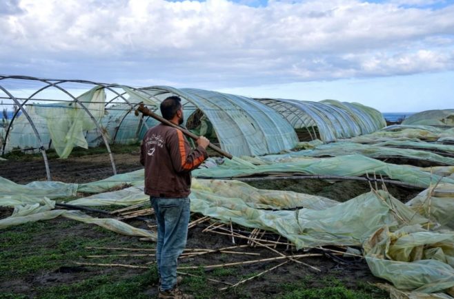 Intempéries en Algérie : l&rsquo;agriculture durement touchée à deux semaines du...