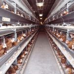 Aviculture avicole