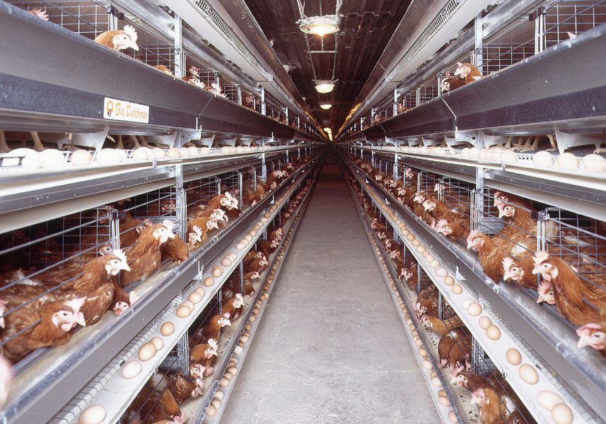 Aviculture avicole