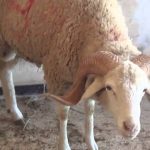photo mouton