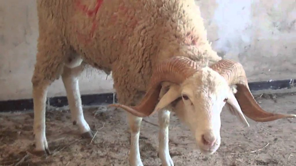 photo mouton