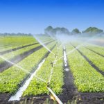 irrigation