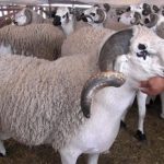 Image mouton