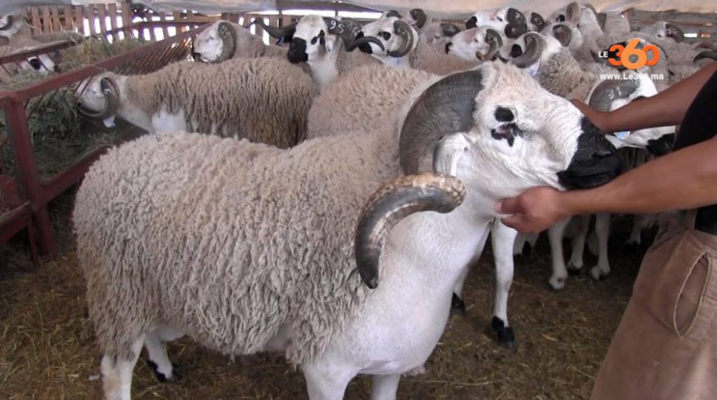 Image mouton