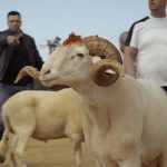 imgage mouton2