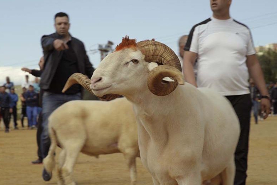 imgage mouton2