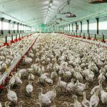 image aviculture
