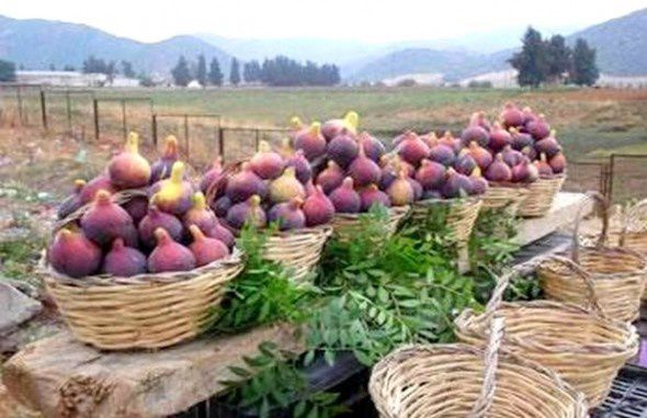 Figues fraîches