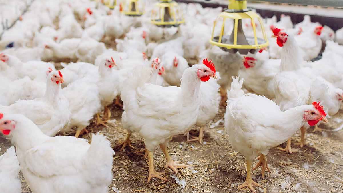 Poulet