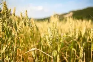 blé tendre