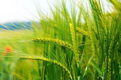 Champ de blé en épiaison, symbole des importations céréalières algériennes face à la crise du blé ukrainien