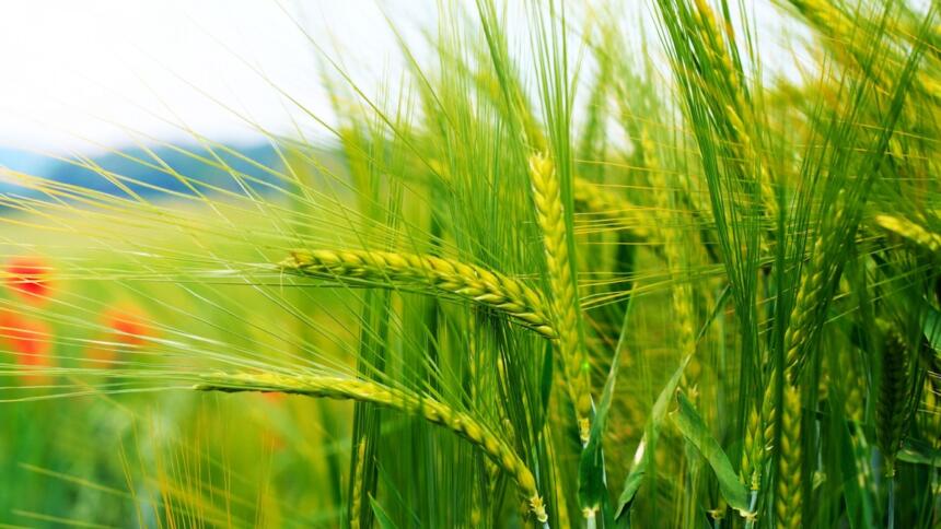Champ de blé en épiaison, symbole des importations céréalières algériennes face à la crise du blé ukrainien