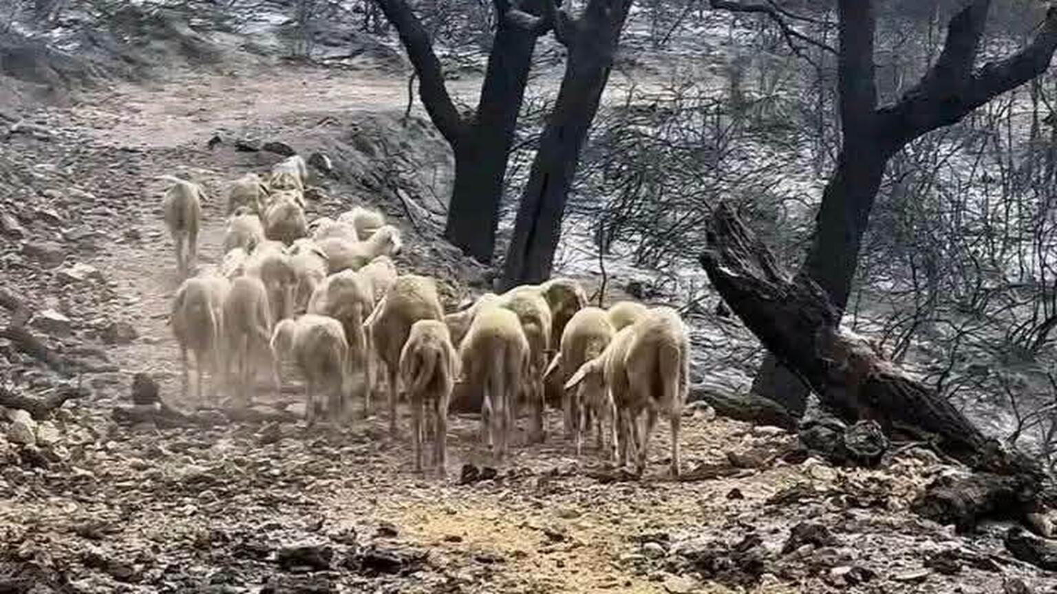 incendies en Algérie durant l'été 2026