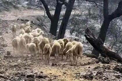 Troupeau de moutons traversant un chemin entre des arbres calcinés après les incendies de Jijel, août 2026