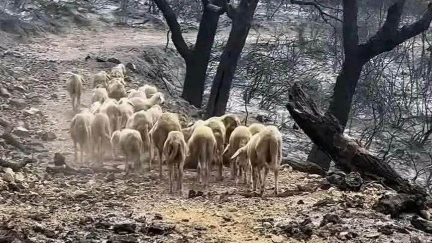 incendies en Algérie durant l'été 2026