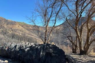 Arbres et végétation calcinés dans le parc national de Taza, à Jijel, après les incendies d'août 2026