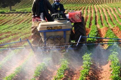 Vue rapprochée d'une machine agricole en cours d'aspersion au-dessus de jeunes plants verts sur une terre ocre.