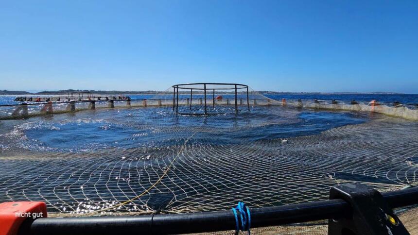 aquaculture IA