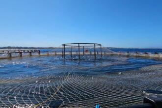 Cage circulaire d'aquaculture flottant en mer, vue depuis son bord : un filet est tendu à la surface de l'eau, une structure métallique est posée au centre, d'autres cages sont alignées au loin devant une côte basse, sous un ciel bleu dégagé. (IA)