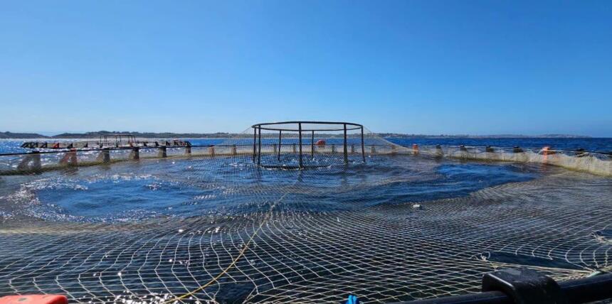 Cage circulaire d'aquaculture flottant en mer, vue depuis son bord : un filet est tendu à la surface de l'eau, une structure métallique est posée au centre, d'autres cages sont alignées au loin devant une côte basse, sous un ciel bleu dégagé. (IA)