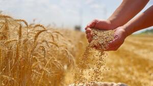 Mains laissant couler des grains de blé dans un sac, devant un champ de blé mûr