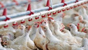 Poulets de chair dans un élevage avicole équipé de pipettes d'abreuvement automatiques