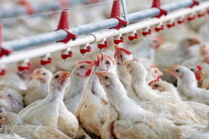Poulets de chair dans un élevage avicole équipé de pipettes d'abreuvement automatiques