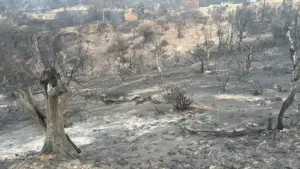 Incendies dans la wilaya de Jijel : exploitations agricoles en fumée. Jijel été 2026
