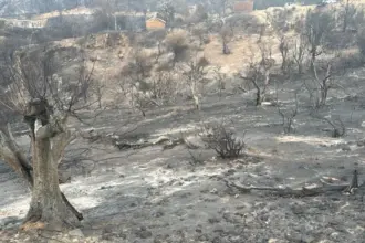 Incendies dans la wilaya de Jijel : exploitations agricoles en fumée. Jijel été 2026