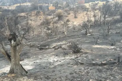 Incendies dans la wilaya de Jijel : exploitations agricoles en fumée. Jijel été 2026