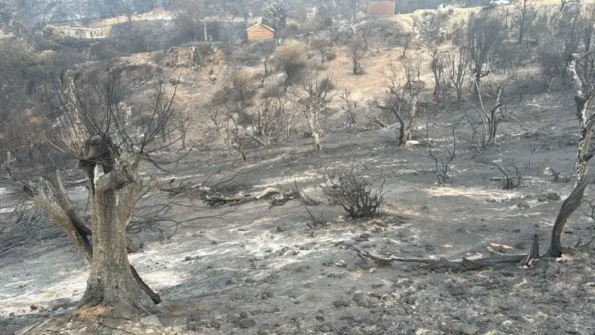 Incendies dans la wilaya de Jijel : exploitations agricoles en fumée. Jijel été 2026