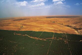 Plantation forestière dans la steppe, zone du Barrage vert en Algérie