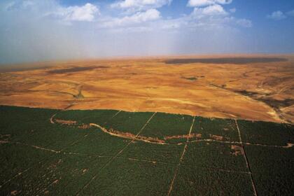 Plantation forestière dans la steppe, zone du Barrage vert en Algérie