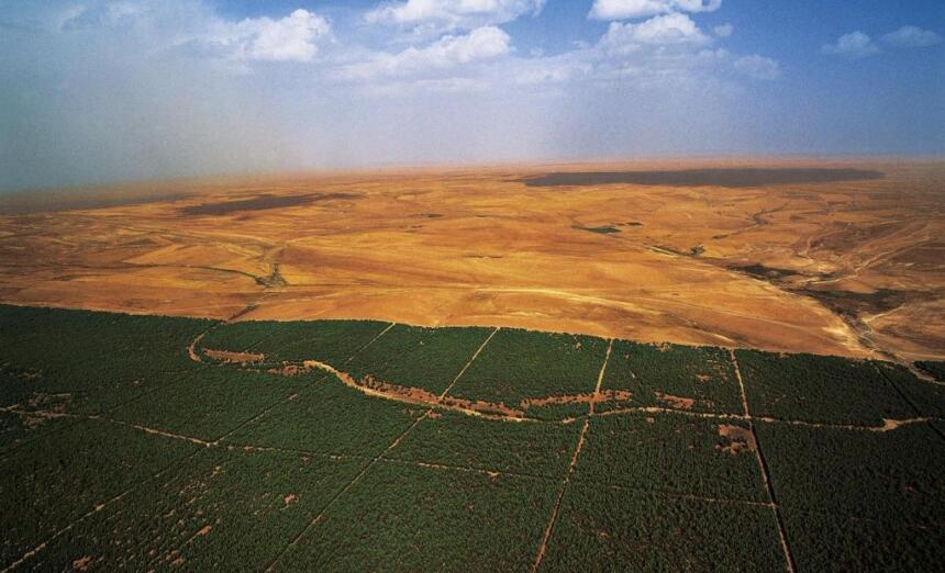 Plantation forestière dans la steppe, zone du Barrage vert en Algérie