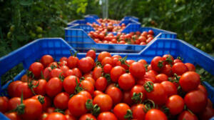 Tomates du Maroc