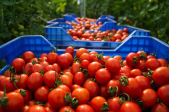 Tomates du Maroc