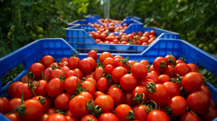 Tomates du Maroc